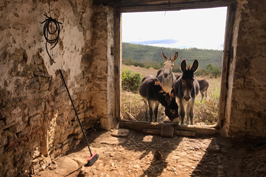 Master Class: "Un film, tres panos" (Zinetika Festival)